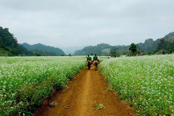 Vé máy bay đi Mộc Châu