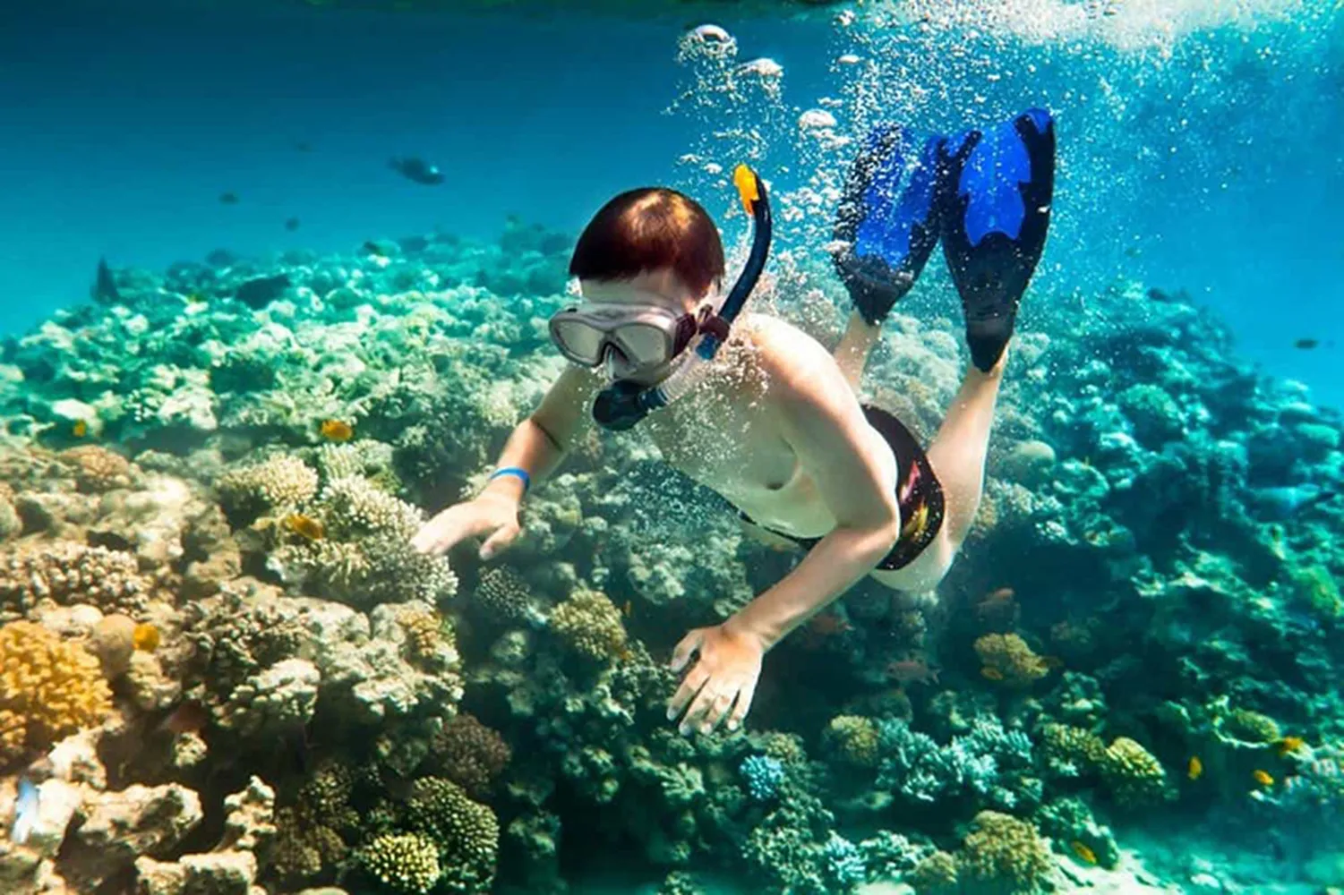 Trải nghiệm ngắm san hô giúp chuyến đi của bạn thêm trọn vẹn hơn
