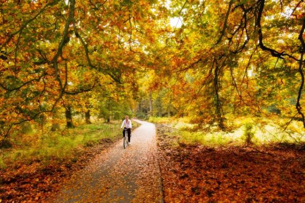 Thích thú với trải nghiệm đạp xe ở công viên Park Hoge Veluwe