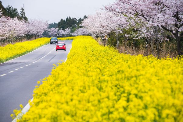 Kinh nghiệm du lịch Jeju