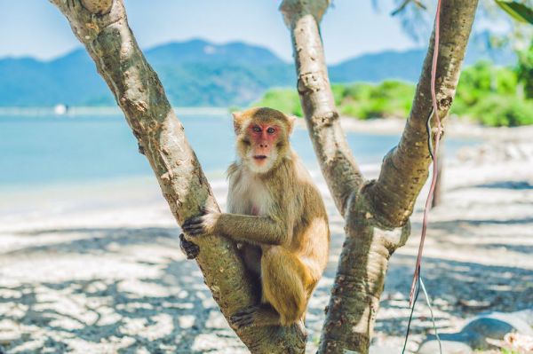 Đảo Khỉ Nha Trang là nơi sinh sống của hàng ngàn con khỉ nghộ nghĩnh
