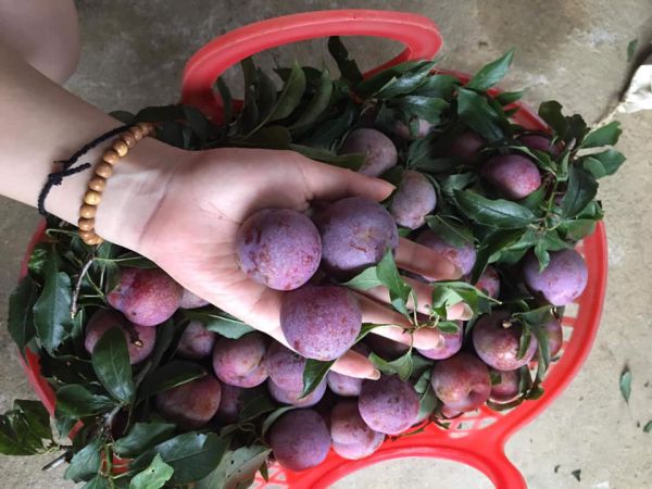 Mận chín ở Sapa tháng 6