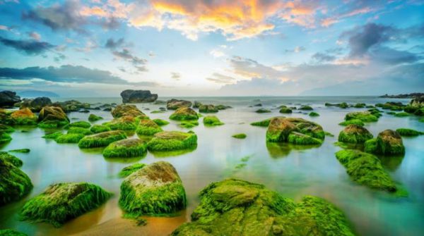 Lớp rêu xanh phủ trên những tảng đá lại là background tuyệt đẹo cho những bức hình của bạn