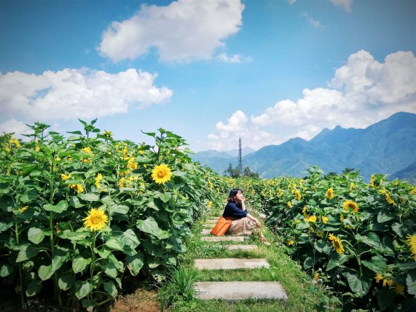 Trăm hoa đua nở trong tháng 6 ở Sapa