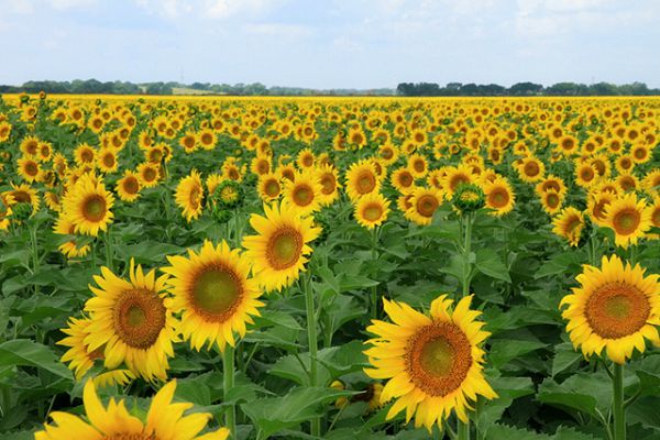 Vé máy bay Đà Lạt đi Vinh chiêm ngưỡng cánh đồng hoa hướng dương rực rỡ