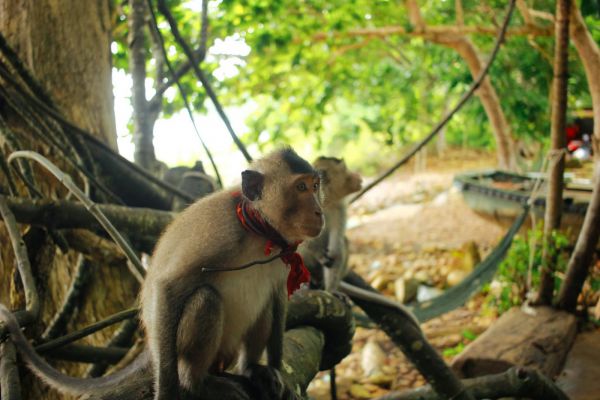 Hệ sinh thái tại rừng nguyên sinh Ông Đụng