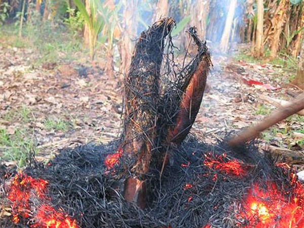 Cá lóc nướng trui, một món ăn dân dã và phổ biến tại miền Tây
