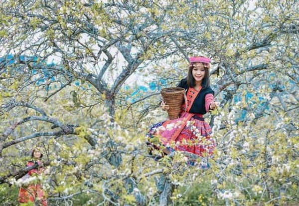 Sapa mùa xuân được tô điểm bởi những sắc hoa nhẹ nhàng và bồng bềnh
