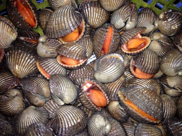 Du lịch Cà Mau đừng bỏ qua món sò huyết nướng mọi