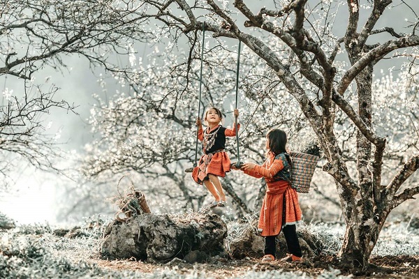 Những cánh hoa mận, hoa đào rừng khoe sắc khi xuân về