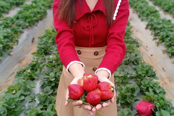 Ghé thăm trang trại dâu tây khi đông tới