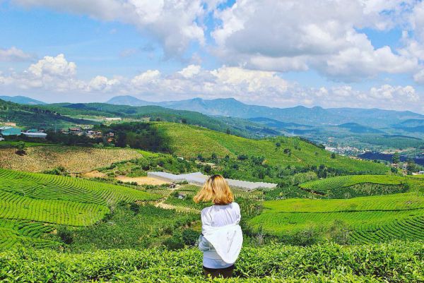 Vẻ đẹp hữu tình, thơ mộng của đồi chè Cầu Đất