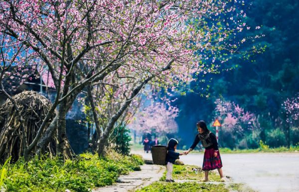 Mùa hoa đào về trên Sapa