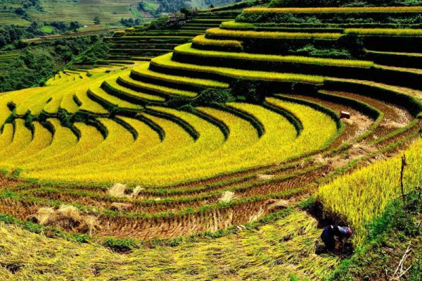 Du lịch Mộc Châu - Ngắm lúa chín
