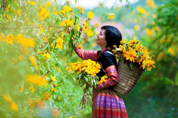 Hoa dã quỳ Mộc Châu