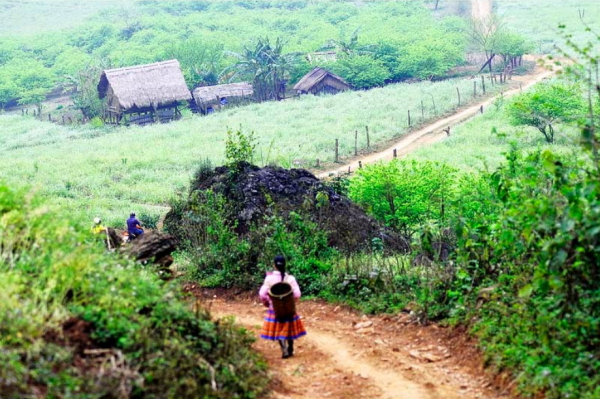 Bản Ba Phách đẹp tựa chốn thần tiên trong mùa cải trắng