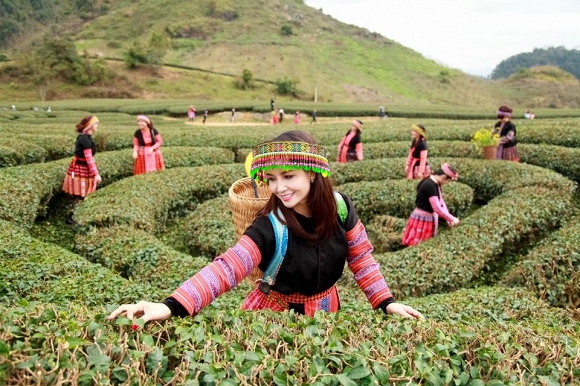 Đồi chè trái tim Mộc Châu