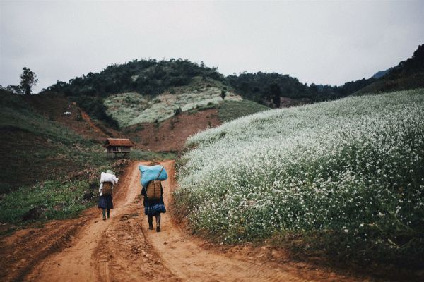 Mộc Châu tháng 12 ngập tràn hoa cải trắng
