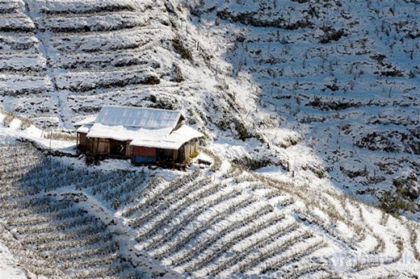 Tuyết rơi phủ trắng Sapa