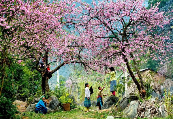 Xuân về trên bản Hà Giang