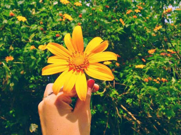 Du lịch Đà Lạt mùa hoa dã quỳ