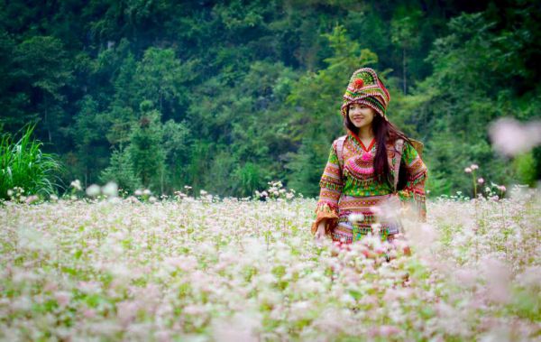 Hoa tam giác mạch Hà Giang