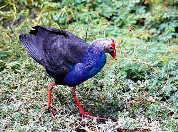 Khu du lịch sinh thái Sông Trẹm nơi sinh sống của nhiều loại động, thực vật quý hiếm