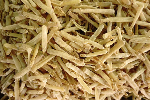 Sá sùng