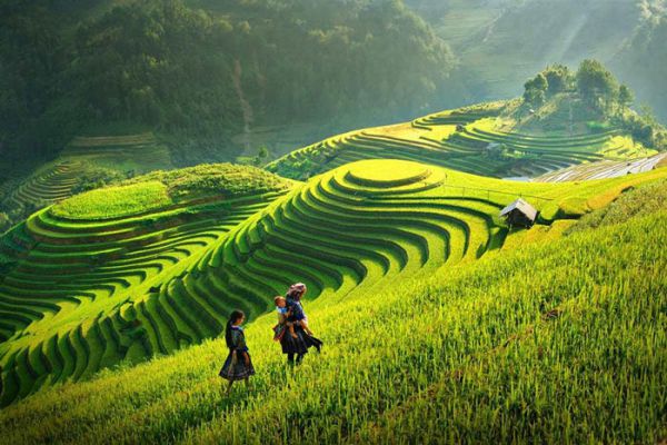 Bức tranh thiên nhiên đầy sức sống của mùa hè ở Sapa