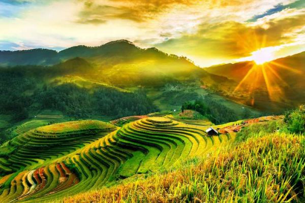 Mùa lúa chín ở Sapa rực cả một góc trời