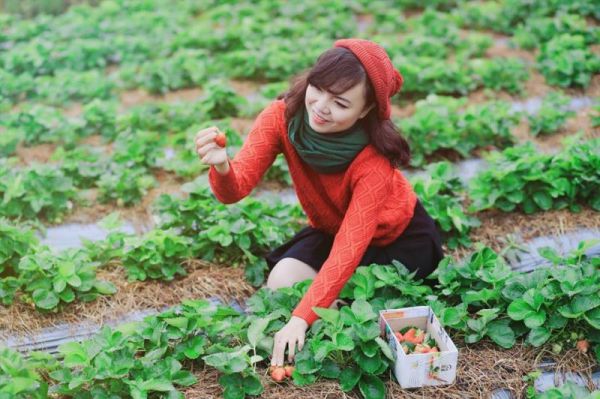 Vườn dâu Đà Lạt – Điểm sống ảo cực chất