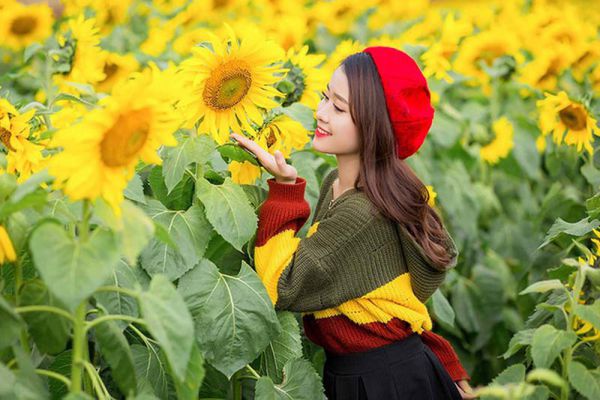 Vườn hoa dướng dương Nghệ An