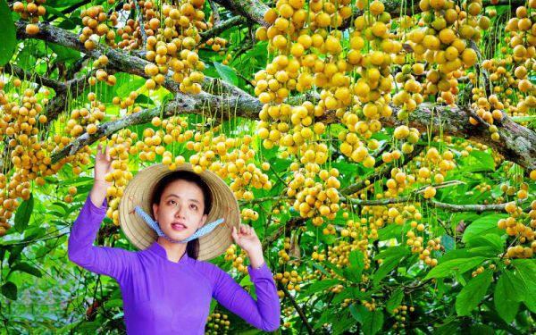 Du lịch Cà Mau đừng bỏ qua vườn dâu Cái Tàu