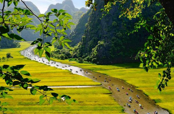 Toàn cảnh Tam Cốc Bích Động mùa lúa chín nhìn từ trên cao