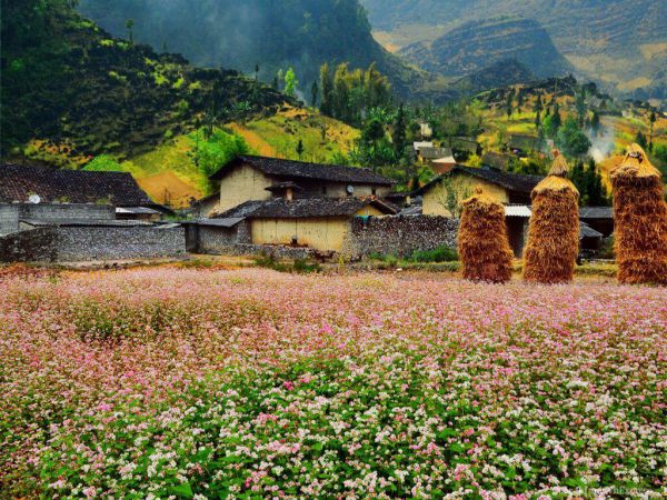 Thung lũng Sủng Là vào mùa tam giác mạch
