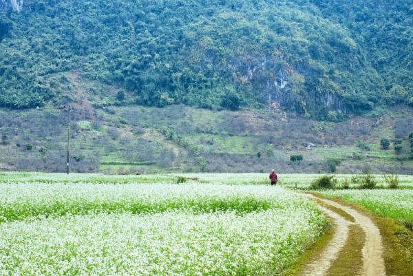 Mộc Châu thực sự là một điểm du lịch lý tưởng trong tháng 11