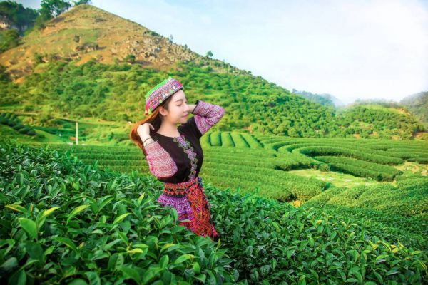 Đồi chè Mộc Châu tháng 4