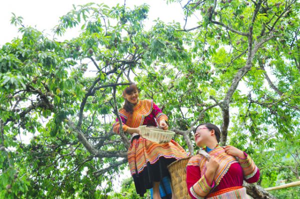 Mộc Châu mùa mận chín