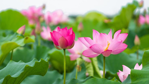 Các ngày lễ trong tháng 6
