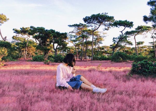 Mùa cỏ hồng Đà Lạt đẹp đến nao lòng