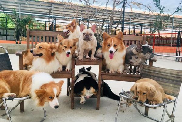 hững địa điểm du lịch mới ở Đà Lạt - Nông trại cún cưng Puppy Farm