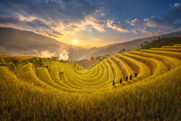 Mùa lúa chín Mù Cang Chải