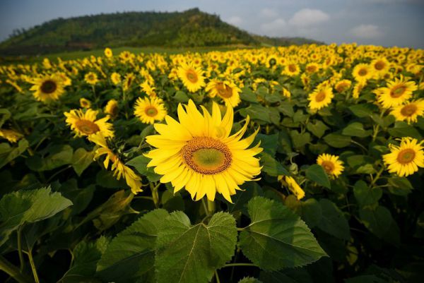 Cánh đồng hoa hướng dương Nghệ An