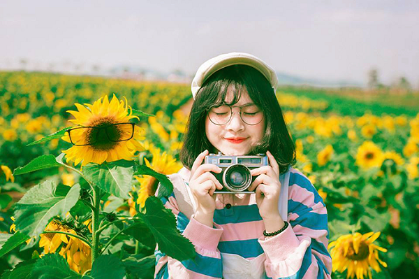 Ghé thăm Vinh vào những ngày chớm đông để ngắm hoa hướng dương