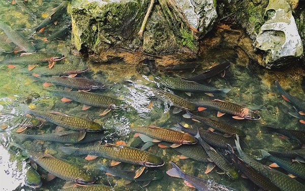 Suối cá thần Cẩm Lương