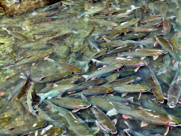 Suối cá thần Cẩm Lương