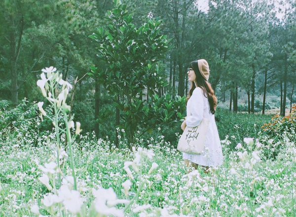 Hoa cải trắng trải dài khắp triền đồi tạo nên không gian thơ mộng