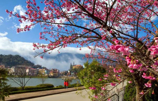 Hoa mai anh đào tại Hồ Xuân Hương