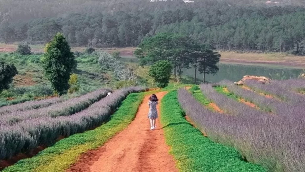 Du lịch Đà Lạt tháng 7 có gì vui?