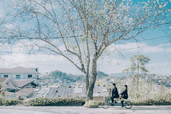 Tháng 1 hãy đến ngay Đà Lạt để check-in siêu đẹp cùng hoa ban nhé!